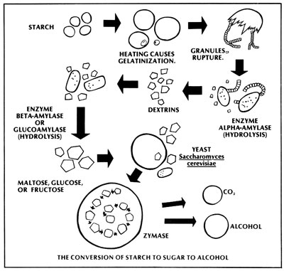 Transformación del almidón en alcohol